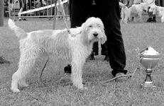 Гончие - _061.jpg