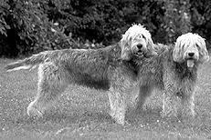 Гончие - _063.jpg