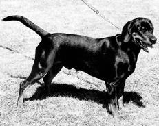 Гончие - _064.jpg