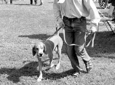 Гончие - _065.jpg