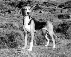 Гончие - _066.jpg