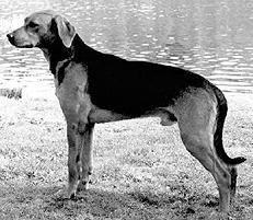 Гончие - _067.jpg