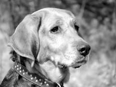 Гончие - _068.jpg