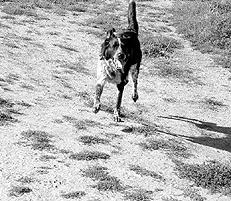 Гончие - _070.jpg