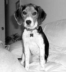 Гончие - _071.jpg