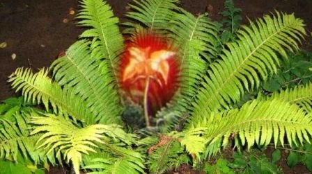 Цветок папоротника - i_001.jpg