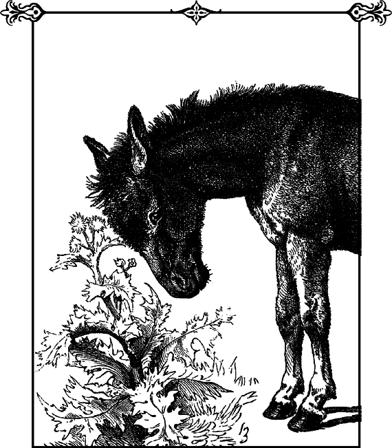 Анекдоты о Ходже Насреддине - _03.png