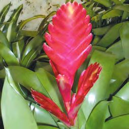 Бромелиевые - i_019.jpg