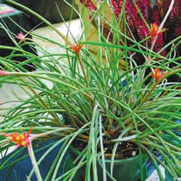 Бромелиевые - i_023.jpg