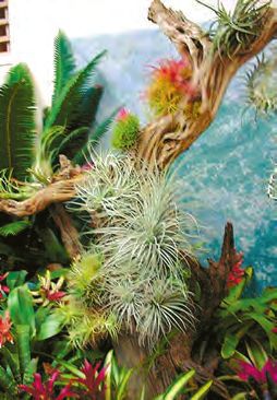 Бромелиевые - i_024.jpg