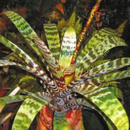 Бромелиевые - i_025.jpg