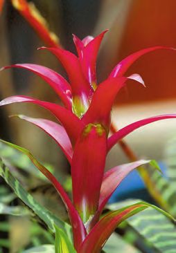 Бромелиевые - i_026.jpg