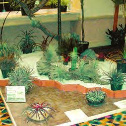 Бромелиевые - i_027.jpg