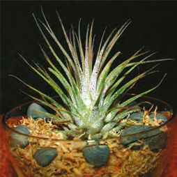 Бромелиевые - i_029.jpg