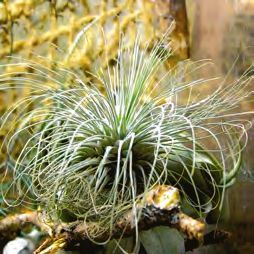 Бромелиевые - i_031.jpg