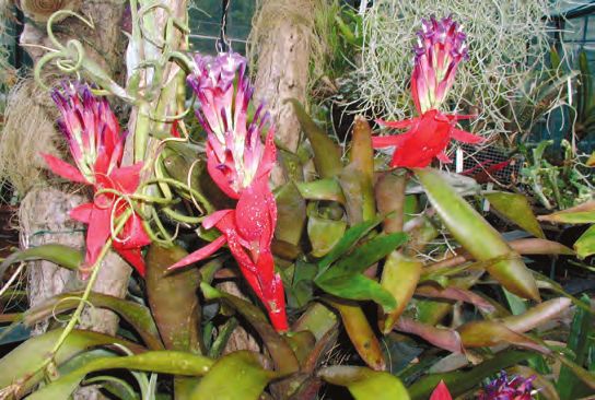 Бромелиевые - i_032.jpg