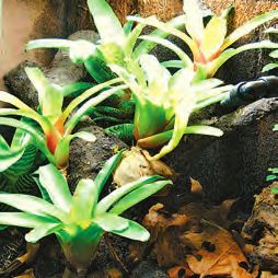 Бромелиевые - i_035.jpg