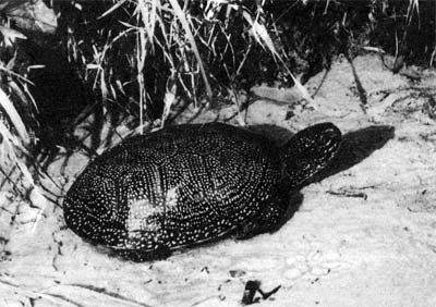 Природа донского края - i_056.jpg