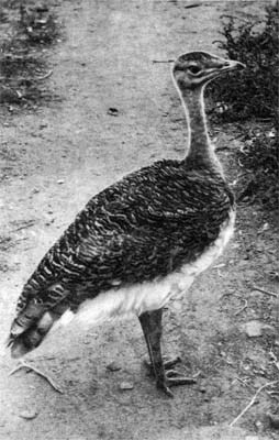 Природа донского края - i_077.jpg