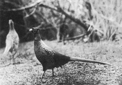 Природа донского края - i_078.jpg