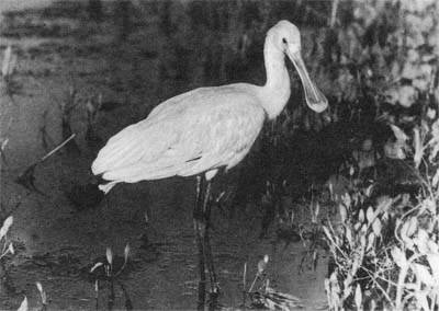 Природа донского края - i_081.jpg