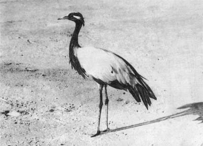 Природа донского края - i_091.jpg