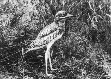 Природа донского края - i_097.jpg