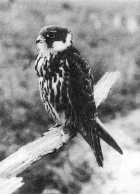 Природа донского края - i_098.jpg