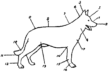 Любитель-собаковод - i_021.png