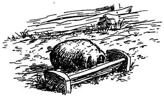 Паутинка Шарлотты - i_006.jpg