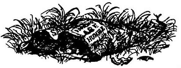 Паутинка Шарлотты - i_035.jpg