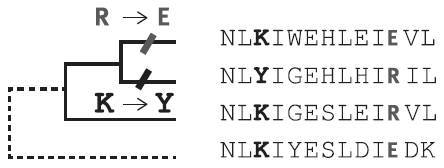 Эволюция человека. Книга 2. Обезьяны нейроны и душа - i_006.jpg