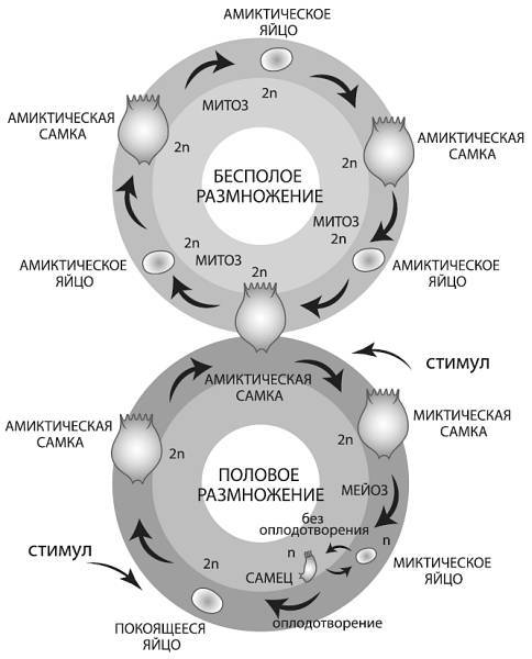 Эволюция человека. Книга 2. Обезьяны нейроны и душа - i_013.jpg