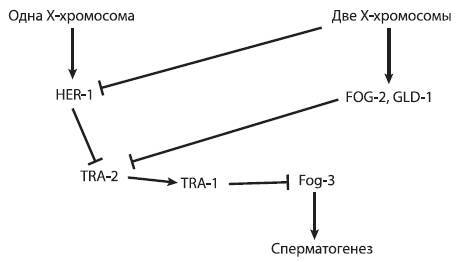 Эволюция человека том 2: Обезьяны нейроны и душа - i_010.jpg