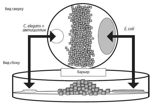 Эволюция человека том 2: Обезьяны нейроны и душа - i_018.jpg
