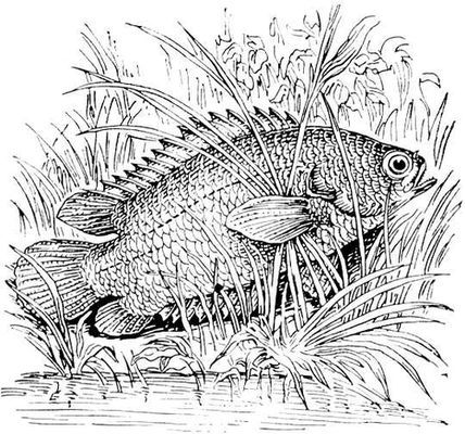 Большая Советская Энциклопедия (АН) - i009-001-205897045.jpg