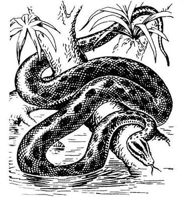 Большая Советская Энциклопедия (АН) - i010-001-282508625.jpg