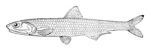 Большая Советская Энциклопедия (АН) - i009-001-220597843.jpg