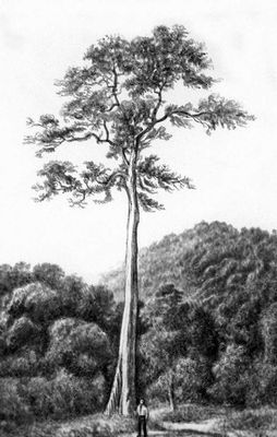 Большая Советская Энциклопедия (АН) - i010-001-286877185.jpg