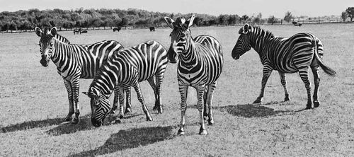 Большая Советская Энциклопедия (АС) - i009-001-221349686.jpg