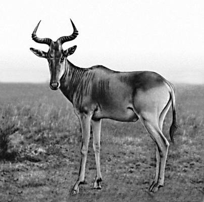 Большая Советская Энциклопедия (БУ) - i009-001-210455244.jpg