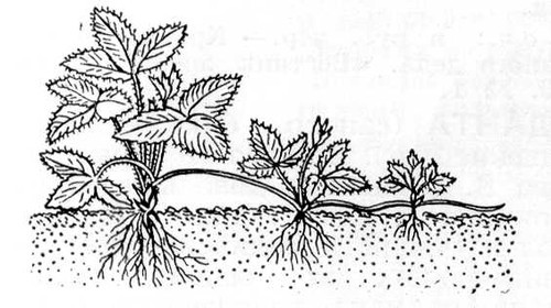 Большая Советская Энциклопедия (ВЕ) - i009-001-236752443.jpg
