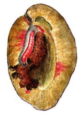 Большая Советская Энциклопедия (ВР) - i008-pictures-001-290523388.jpg