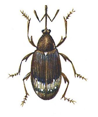 Большая Советская Энциклопедия (ВР) - i008-pictures-001-299391831.jpg