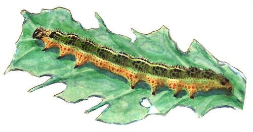 Большая Советская Энциклопедия (ВР) - i009-001-201085416.jpg