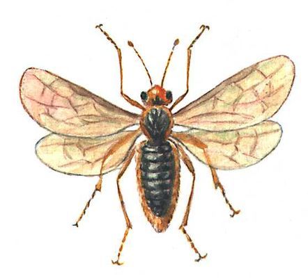 Большая Советская Энциклопедия (ВР) - i009-001-202631461.jpg