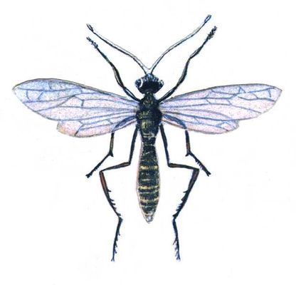 Большая Советская Энциклопедия (ВР) - i009-001-207054375.jpg