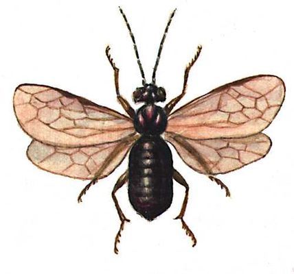 Большая Советская Энциклопедия (ВР) - i009-001-209100368.jpg