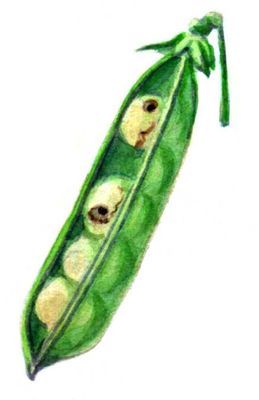 Большая Советская Энциклопедия (ВР) - i009-001-219529939.jpg