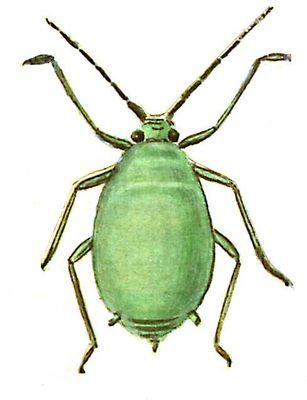 Большая Советская Энциклопедия (ВР) - i009-001-220221846.jpg